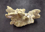 Light Green Fire Coral Cluster (1 coral 9L x 7H x 4D inches) Mint Green Medium Fire Coral for any coastal reef display or collection! Copyright 2025 SeaShellSupply.com.