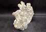 Light Green Fire Coral Cluster (1 coral 9L x 7H x 4D inches) Mint Green Medium Fire Coral for any coastal reef display or collection! Copyright 2025 SeaShellSupply.com.