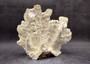 Light Green Fire Coral Cluster (1 coral 9L x 7H x 4D inches) Mint Green Medium Fire Coral for any coastal reef display or collection! Copyright 2025 SeaShellSupply.com.