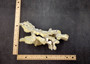 Light Green Fire Coral Cluster (1 coral 9L x 7H x 4D inches) Mint Green Medium Fire Coral for any coastal reef display or collection! Copyright 2025 SeaShellSupply.com.