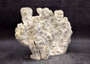 Light Green Fire Coral Cluster (1 coral 9L x 7H x 4D inches) Mint Green Medium Fire Coral for any coastal reef display or collection! Copyright 2025 SeaShellSupply.com.
