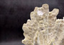 Light Green Fire Coral Cluster (1 coral 9L x 7H x 4D inches) Mint Green Medium Fire Coral for any coastal reef display or collection! Copyright 2025 SeaShellSupply.com.