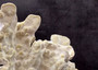 Light Green Fire Coral Cluster (1 coral 9L x 7H x 4D inches) Mint Green Medium Fire Coral for any coastal reef display or collection! Copyright 2025 SeaShellSupply.com.