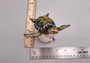 Green Sea Turtle Figurine on Coral Painted Resin (1 turtle approx. 5+ inches) Green Painted Resin Turtle Figure for coastal home décor! Copyright 2025 SeaShellSupply.com.