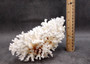 Brownstem White Lace Coral Cluster - Pocillopora Damicornis - (1 coral 9.5L x 4.5H x 7D inches). One white coral cluster with multiple white branches. Copyright 2025 SeaShellSupply.com.