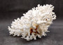 Brownstem White Lace Coral Cluster - Pocillopora Damicornis - (1 coral 9.5L x 4.5H x 7D inches). One white coral cluster with multiple white branches. Copyright 2025 SeaShellSupply.com.