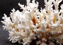 Brownstem White Lace Coral Cluster - Pocillopora Damicornis - (1 coral 9.5L x 4.5H x 7D inches). One white coral cluster with multiple white branches. Copyright 2025 SeaShellSupply.com.