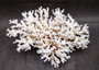 Brownstem White Lace Coral Cluster - Pocillopora Damicornis - (1 coral 9.5L x 4.5H x 7D inches). One white coral cluster with multiple white branches. Copyright 2025 SeaShellSupply.com.