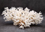 Brownstem White Lace Coral Cluster Pocillopora Damicornis (1 coral 9.5L x 4.5H x 7D inches) Large Lace Coral Cluster for decor & display!