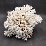 Brownstem White Lace Coral Cluster Pocillopora Damicornis (1 coral 8L x 7H x 7D inches) Large Lace Coral Cluster for decor & display! Copyright 2026 SeaShellSupply.com.