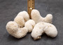 White Brain Coral Farm Grown (5 pieces approx. 1-3+ inches) B GRADE White Brain Coral sustainably grown earth friendly for crafts & display!