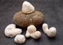 White Brain Coral Farm Grown (5 pieces approx. 1-3+ inches) B GRADE White Brain Coral sustainably grown earth friendly for crafts & display!