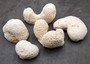 White Brain Coral Farm Grown (5 pieces approx. 1-3+ inches) B GRADE White Brain Coral sustainably grown earth friendly for crafts & display!