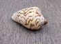 Noble Volute Seashell Tan Brown Voluta Nobilis (1 shell approx. 3+ inches) Brown Striped Noble Volute shell for coastal decor & collections! Copyright 2026 SeaShellSupply.com.