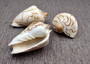Noble Volute Seashell Tan Brown Voluta Nobilis (1 shell approx. 3+ inches) Brown Striped Noble Volute shell for coastal decor & collections! Copyright 2026 SeaShellSupply.com.