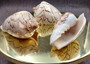 Noble Volute Seashell Tan Brown Voluta Nobilis (1 shell approx. 3+ inches) Brown Striped Noble Volute shell for coastal decor & collections! Copyright 2026 SeaShellSupply.com.