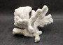 White Catspaw Coral Cluster Pocillopora Palifera (1 coral approx. 8.5L x 6.5H x 8D inches) Large Catspaw Coral piece for art & display!