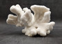 White Catspaw Coral Cluster Pocillopora Palifera (1 coral approx. 8.5L x 6.5H x 8D inches) Large Catspaw Coral piece for art & display!