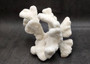 White Catspaw Coral Cluster Pocillopora Palifera (1 coral approx. 8.5L x 6.5H x 8D inches) Large Catspaw Coral piece for art & display!