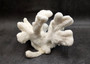 White Catspaw Coral Cluster Pocillopora Palifera (1 coral approx. 8.5L x 6.5H x 8D inches) Large Catspaw Coral piece for art & display!