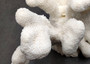 White Catspaw Coral Cluster Pocillopora Palifera (1 coral approx. 8.5L x 6.5H x 8D inches) Large Catspaw Coral piece for art & display!