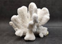 White Catspaw Coral Cluster Pocillopora Palifera (1 coral approx. 8L x 6.5H x 8.5D inches) Large Catspaw Coral piece for art & display!
