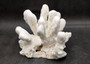 White Catspaw Coral Cluster Pocillopora Palifera (1 coral approx. 8L x 6.5H x 8.5D inches) Large Catspaw Coral piece for art & display!