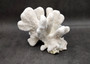 White Catspaw Coral Cluster Pocillopora Palifera (1 coral approx. 8L x 6.5H x 8.5D inches) Large Catspaw Coral piece for art & display!