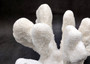 White Catspaw Coral Cluster Pocillopora Palifera (1 coral approx. 8L x 6.5H x 8.5D inches) Large Catspaw Coral piece for art & display!