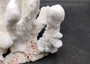 White Catspaw Coral Cluster Pocillopora Palifera (1 coral approx. 8L x 6.5H x 8.5D inches) Large Catspaw Coral piece for art & display!