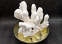 White Catspaw Coral Cluster Pocillopora Palifera (1 coral approx. 8L x 6.5H x 8.5D inches) Large Catspaw Coral piece for art & display!