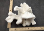 White Catspaw Coral Cluster Pocillopora Palifera (1 coral approx. 8L x 6.5H x 8.5D inches) Large Catspaw Coral piece for art & display!
