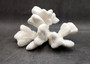 White Catspaw Coral Cluster Pocillopora Palifera (1 coral approx. 6L x 6H x 8.5D inches) Large Catspaw Coral piece for art & display!