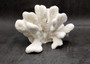 White Catspaw Coral Cluster Pocillopora Palifera (1 coral approx. 6L x 6H x 8.5D inches) Large Catspaw Coral piece for art & display!