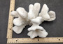 White Catspaw Coral Cluster Pocillopora Palifera (1 coral approx. 6L x 6H x 8.5D inches) Large Catspaw Coral piece for art & display!