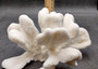 White Catspaw Coral Cluster Pocillopora Palifera (1 coral approx. 6L x 6H x 8.5D inches) Large Catspaw Coral piece for art & display!