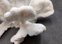 White Catspaw Coral Cluster Pocillopora Palifera (1 coral approx. 6L x 6H x 8.5D inches) Large Catspaw Coral piece for art & display!