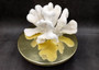 White Catspaw Coral Cluster Pocillopora Palifera (1 coral approx. 6L x 6H x 8.5D inches) Large Catspaw Coral piece for art & display!