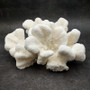 White Catspaw Coral Cluster Pocillopora Palifera (1 coral approx. 9L x 4H x 8D inches) Large Catspaw Coral piece for art & display!