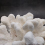 White Catspaw Coral Cluster Pocillopora Palifera (1 coral approx. 9L x 4H x 8.75D inches) Large Catspaw Coral piece for art & display!