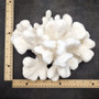 White Catspaw Coral Cluster Pocillopora Palifera (1 coral approx. 9L x 4H x 8.75D inches) Large Catspaw Coral piece for art & display!