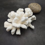 White Catspaw Coral Cluster Pocillopora Palifera (1 coral approx. 9L x 4H x 8D inches) Large Catspaw Coral piece for art & display!