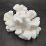 White Catspaw Coral Cluster Pocillopora Palifera (1 coral approx. 9L x 4H x 8.75D inches) Large Catspaw Coral piece for art & display!