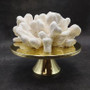 White Catspaw Coral Cluster Pocillopora Palifera (1 coral approx. 9L x 4H x 8.75D inches) Large Catspaw Coral piece for art & display!