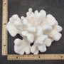 White Catspaw Coral Cluster Pocillopora Palifera (1 coral approx. 9L x 4H x 8.75D inches) Large Catspaw Coral piece for art & display!