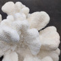 White Catspaw Coral Cluster Pocillopora Palifera (1 coral approx. 9L x 4H x 8.75D inches) Large Catspaw Coral piece for art & display!