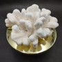 White Catspaw Coral Cluster Pocillopora Palifera (1 coral approx. 9L x 4H x 8D inches) Large Catspaw Coral piece for art & display! Copyright 2026 SeaShellSupply.com.