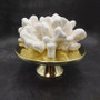 White Catspaw Coral Cluster Pocillopora Palifera (1 coral approx. 9L x 4H x 8.75D inches) Large Catspaw Coral piece for art & display!