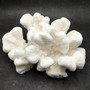 White Catspaw Coral Cluster Pocillopora Palifera (1 coral approx. 9L x 4H x 8D inches) Large Catspaw Coral piece for art & display!