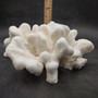 White Catspaw Coral Cluster Pocillopora Palifera (1 coral approx. 9L x 4H x 8D inches) Large Catspaw Coral piece for art & display! Copyright 2026 SeaShellSupply.com.